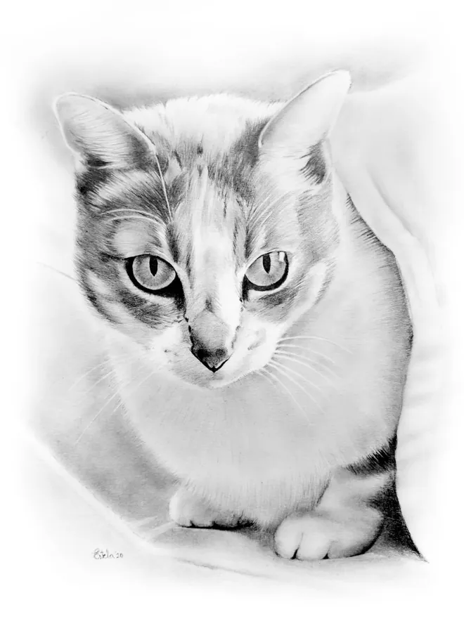 Retrato gato lapiz